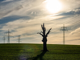 Obraz premium Hochspannungsmasten hinter einem abgestorbenen Baum