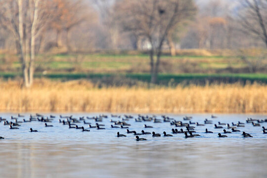 View of a multitude of ducks creating ripples on the serene water surface, framed by golden reeds and distant trees in Uchali Lake, Punjab, Pakistan.