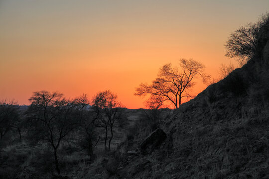 View of stark trees silhouetted against a vibrant orange sky, the rough texture of the hillside contrasting with the smooth gradient of the sunset, Uchali Lake, Punjab, Pakistan.