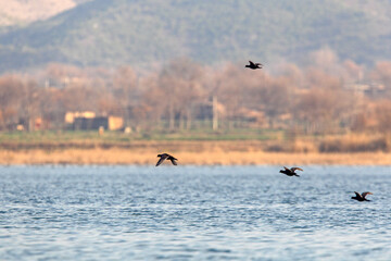 View of birds gracefully flying over the tranquil lake waters, with a backdrop of distant mountains and trees, Uchali Lake, Punjab, Pakistan.