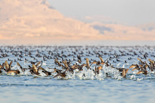 View of a flurry of wings as hundreds of ducks take flight from the shimmering waters of the lake under a soft, pastel sky, Uchali Lake, Punjab, Pakistan.
