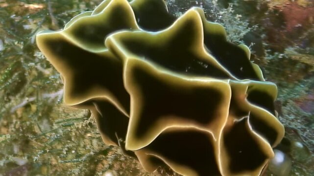 Stunning underwater view of intricate yellow scroll coral, vibrant part of ecosystem. Explore mesmerizing formations and textures in this early afternoon encounter at Great Barrier Reef.