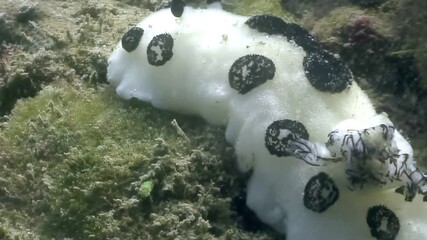 A sea slug, resembling a white jelly bean with black spots, moves slowly across some underwater grass. This nudibranch seems to be in its natural habitat, looking for food on the ocean floor.
