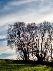 Fototapeta premium Baum mit vielen Misteln im Spätherbst