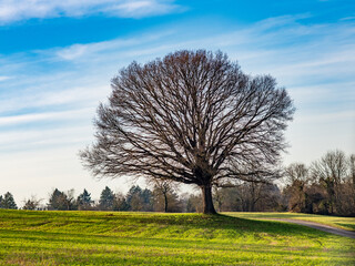 Gro&szlig;e kahle Linde 