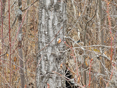 Ruffed grouse camouflaged in the trees