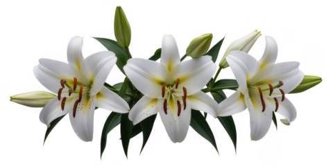White lilies with green leaves and buds flower buds floral isolated on a transparent background