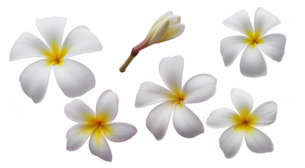 White plumeria flowers with yellow centers isolated on a transparent background
