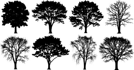Obraz premium various deciduous trees silhouettes on the white background. vector set. PNG white background 