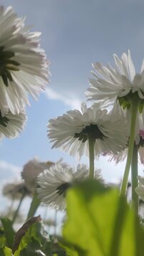 Vertical footage, Panning from below of daisy flowers swaying in the wind against a cloudy sky, backlit by sunlight, close-up