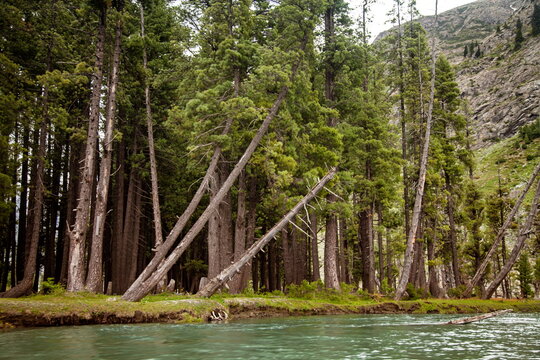 View of tall, slender trees lean towards a sparkling, teal river under the watchful gaze of a rugged, rocky mountain, Kalam, Khyber Pakhtunkhwa, Pakistan.