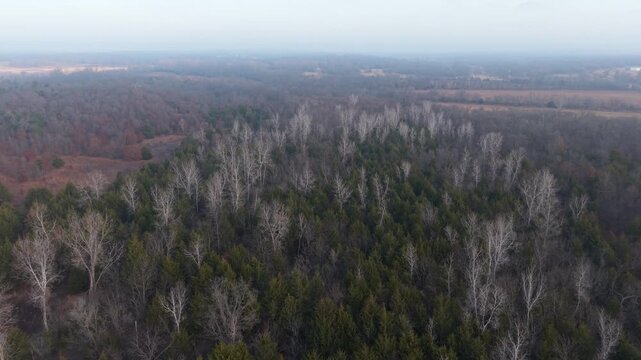 Aerial view of mixed forest with evergreen and leafless deciduous trees. Suitable for environmental, forestry, conservation, and rural landscape projects.