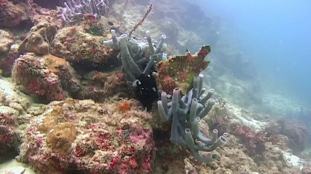 Observe a master of disguise, a Giant Frogfish, blending seamlessly with the vibrant coral reefs. This captivating creature was filmed in its natural habitat of Sipadan Island, Indonesia.