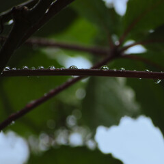 Fresh New Virginia Creeper Leaves Closeup, Summer Rain Raindrops Wet Rainy Day Background, Large Horizontal Parthenocissus Quinquefolia Five-leaved Five-finger Ivy Leaf Textured Pattern Bokeh Blue Sky