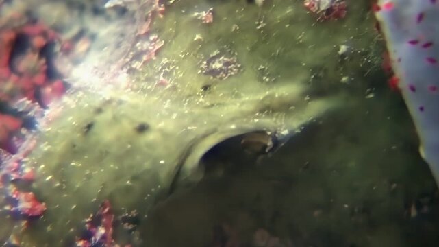 Observe this remarkable giant frogfish expertly camouflaged amongst the coral reefs of Sipadan Island, Indonesia. See its incredible adaptation to blend into its marine surroundings.