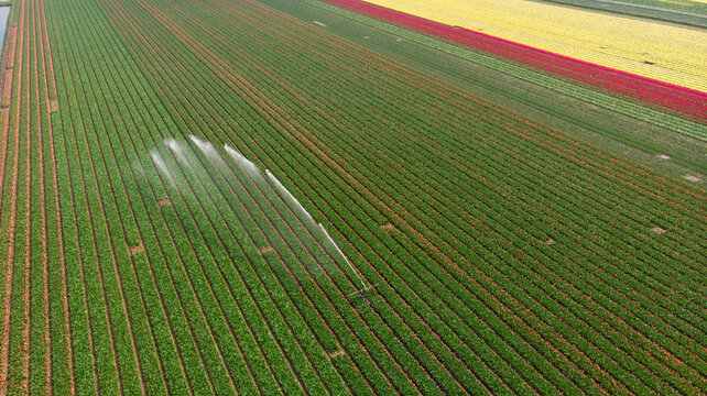 Aerial view of vibrant tulip fields stretch in neat rows, punctuated by the refreshing spray of irrigation, Petten, North Holland, Netherlands.