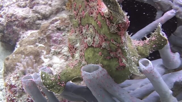 Observe a giant frogfish patiently waiting for its prey. The fish is wonderfully camouflaged amongst the coral reefs and tube sponges of Sipadan Island, Indonesia.
