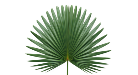 Single fan palm leaf isolated on transparent background