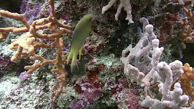 Yellowtail damselfish swims in and around some hard corals on a reef around Sipadan Island, Sabah, Indonesia. Fish foraging for food among the corals on a sunny day.