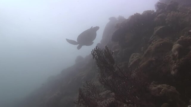 Captured off the coast of Sipadan Island, Indonesia, a green sea turtle gracefully swims along a vibrant coral reef, disappearing into the misty blue ocean.