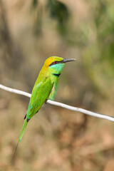 Obraz premium A beautiful Green bee-eater (Merops orientalis) is sitting in a blurred background, Sundarbans, West Bengal, India
