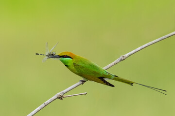 Fototapeta premium A beautiful close-up view of a Green bee-eater or little green bee-eater (Merops orientalis), sitting on branch with a bee in its beak. isolated in a green blurred background