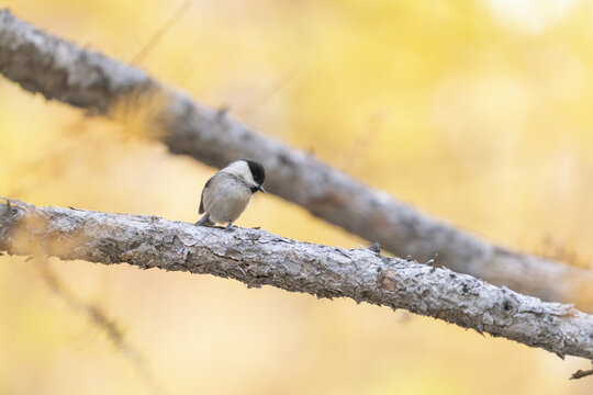 View of a small, fluffy bird perched on a textured branch against a soft, golden backdrop, bathed in the warm light of autumn, Zermatt, Valais, Switzerland.