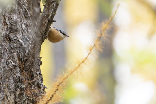 View of a Eurasian nuthatch perched on a rough tree trunk against a blurred backdrop of golden autumn foliage, creating a soft contrast, Zermatt, Valais, Switzerland.