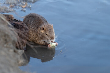 Portrait of a wild nutria in winter.Young nutria eating cabbage leaf.
