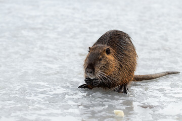 Portrait of a wild nutria in winter.Young nutria eating cabbage leaf.