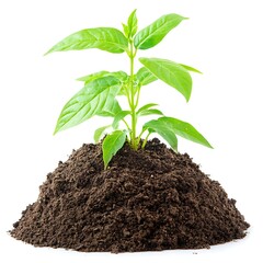 Young Green Plant Sprouting from Rich Soil