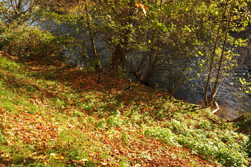 Fototapeta premium Autumn scenery serenity, Rolling grassy incline with shimmering water beneath dappled sunlight