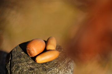 ドングリが３つ杭の上にあった