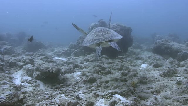 Observe green sea turtles swimming calmly around coral reefs. Some turtles rest on the ocean floor near colorful coral and diverse marine life. Shot near Sipadan Island, Indonesia.