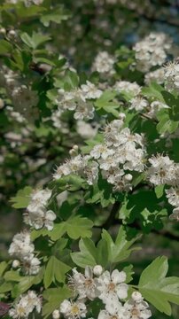 Vertical footage, Branches covered with white flowers on a Hawthorn, Crataegus in full blossom on a sunny spring day