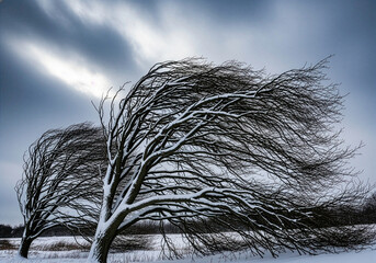Bare Trees Bending and Blowing in a Winter Storm 101