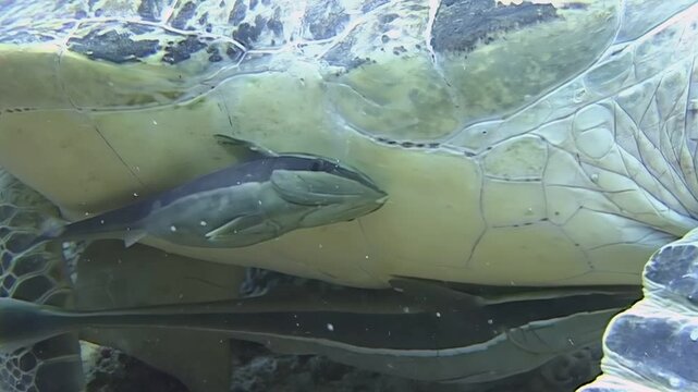 Underwater, a Green Sea Turtle swims in Indonesia waters with multiple remoras attached. One is firmly suctioned to its chest, while another latches on below, in Sipadan Island.