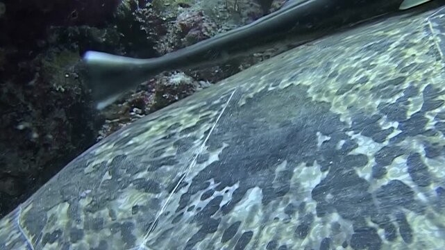 Beneath the surface near Sipadan Island, Indonesia, remora fish and wrasse help keep a Chelonia mydas clean by removing parasites and algae from its shell.