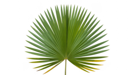 Green palm leaf with yellow tips isolated on a transparent background