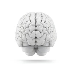 Detailed 3D Render of a Human Brain Model