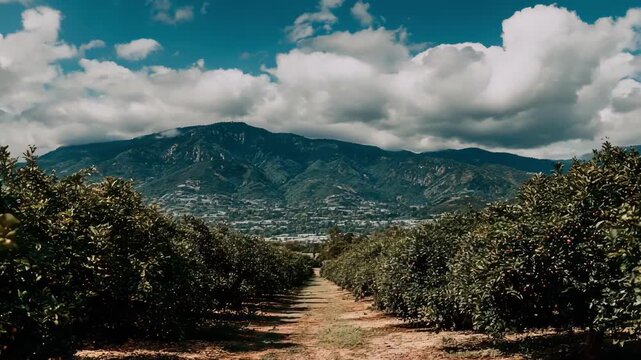 Medium shot featuring a scenic citrus orchard with rows of healthy trees stretching toward the horizon perfect for campaigns focused on sustainable farming and harvest.