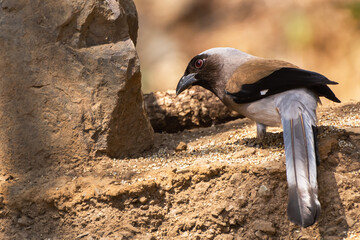 A beautiful Grey treepie or Himalayan treepie (Dendrocitta formosae) at Sattal, Uttarakhand,&nbsp;India