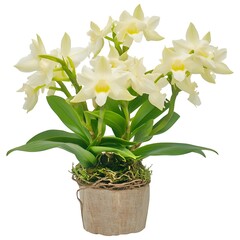 Elegant White Orchid Plant in Rustic Pot