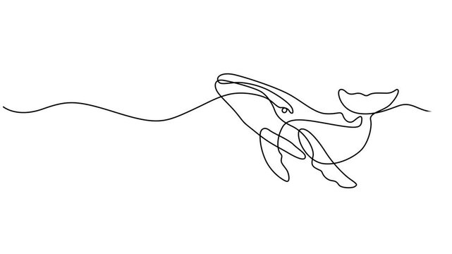 Animated self drawing of continuous one line draw wild whale fish swimming in sea life. Marine animal digital concept. Blue whale and scuba diver under ocean water. Full length single line animation