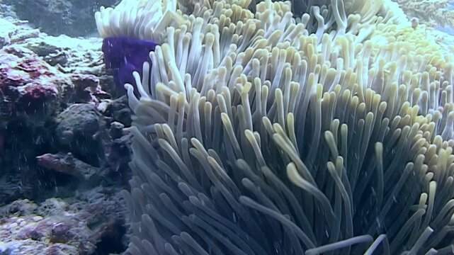 A close look at sea anemones underwater. Tentacles sway slowly in the current off the coast of Sipadan Island, Indonesia. Vibrant marine life thrives in this ecosystem.