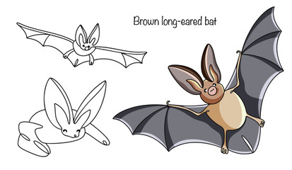 Brown long-eared bat