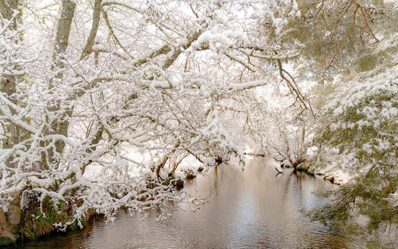 View of snow-laden branches arching over a serene river, reflecting the muted winter light in a dance of icy blues and stark whites, Caledonian Forest, Cairngorms National Park, Scotland.