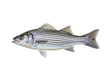 Stripped bass isolated on white background, a popular game and food fish