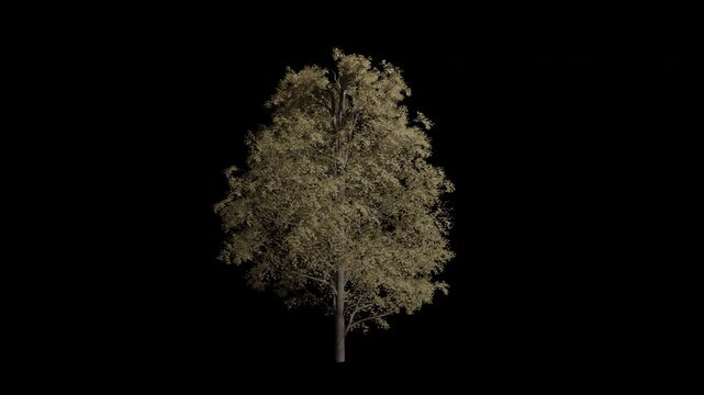 Acer Pseudoplatanus tree swaying in Autumn wind, realistic animation with transparent background and alpha channel in 4k