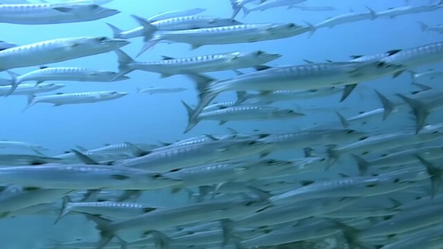 A massive school of barracuda congregate and swim together in a mesmerizing display of underwater choreography near Sipadan Island, Indonesia. Observe the density of marine life.